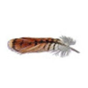 Meet your Posher, Olivia westerman